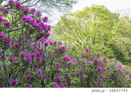 七沢森林公園のしゃくなげ 38837745