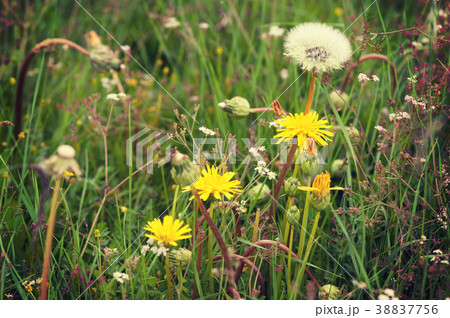 Beautiful dandelion flower on a green garden Beautiful dandelion flower on a green garden 38837756