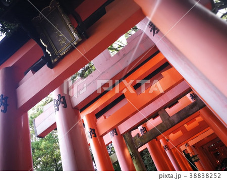 京都　伏見稲荷大社 38838252