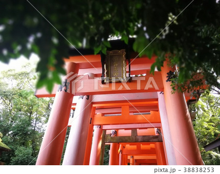 京都　伏見稲荷大社 38838253