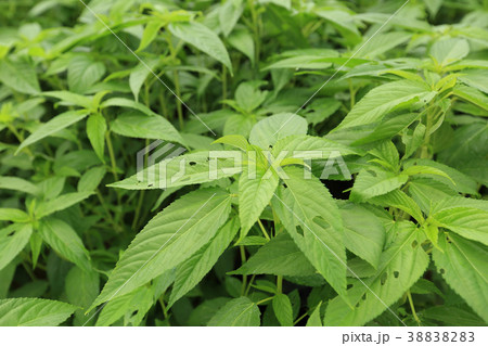 cannabis plant in growth at garden 38838283
