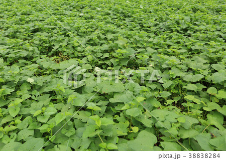 Sweet potato plants in growth at filed 38838284