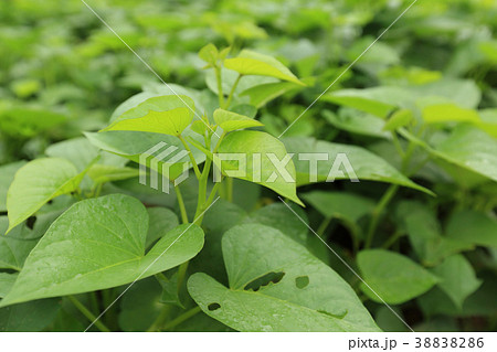 Sweet potato plants in growth at filed 38838286