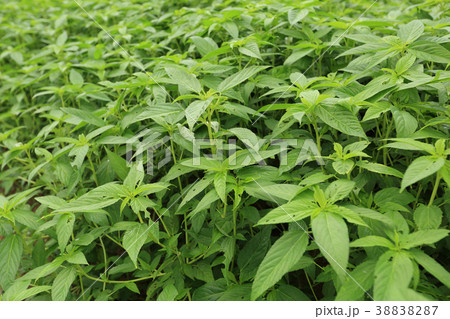cannabis plant in growth at garden 38838287