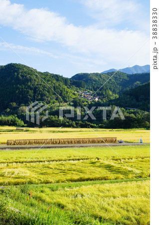 秋の農村風景 38838330
