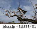 大阪城梅林のヒヨドリ 38838461
