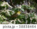 アセビとメジロ 38838464