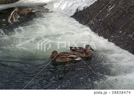 ducks in the winter on the canal in the city park 38838474
