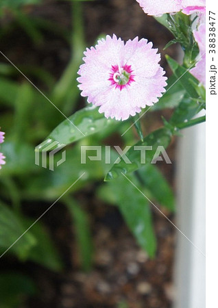 ナデシコ 38838477