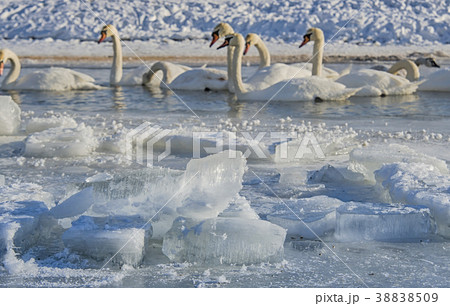 Swans Swans 38838509