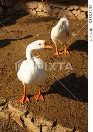 Goose 00 Goose 00 38838559