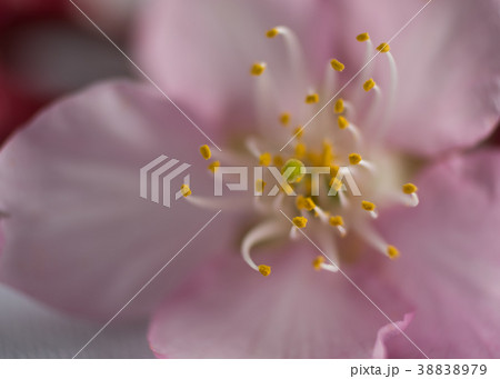 Cherry blossom 38838979