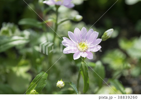 ミヤコワスレ ミヤコワスレ 38839260