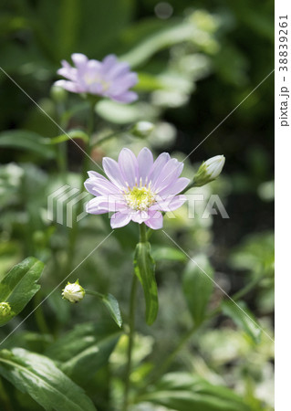 ミヤコワスレ ミヤコワスレ 38839261