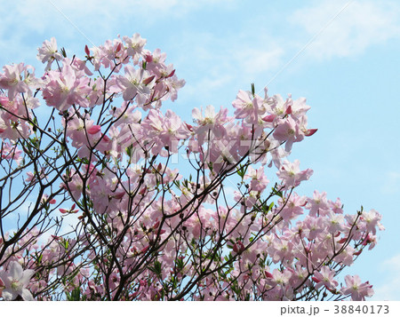 クロフネツツジ 38840173