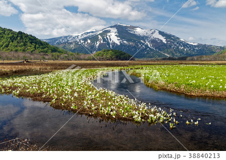 ミズバショウ咲く尾瀬ヶ原から見る残雪の至仏山 38840213