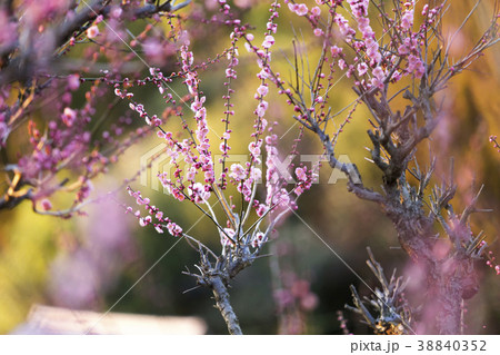 普光寺 梅の花、 普光寺 梅の花、 38840352