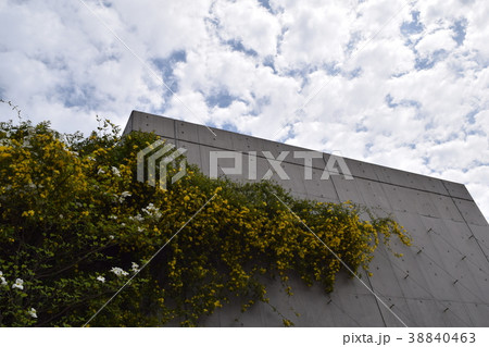 カロライナジャスミン カロライナジャスミン 38840463