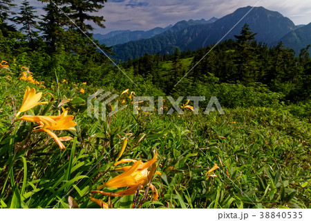北アルプス・スゴ乗越付近のニッコウキスゲと越中沢岳 38840535