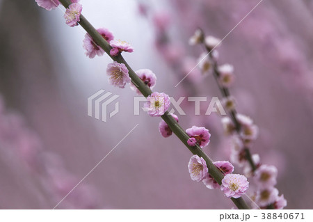 普光寺　梅の花、 38840671
