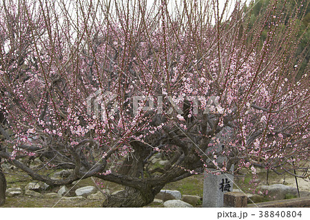 普光寺 梅の花、 普光寺 梅の花、 38840804