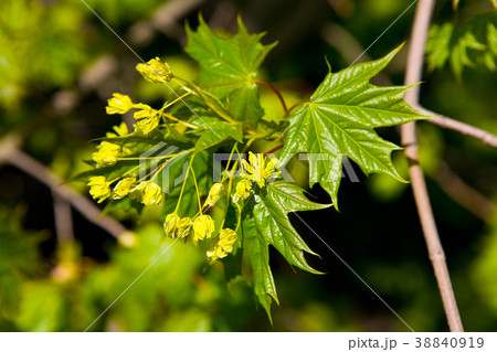 A branch of a maple with yellow flowers. A branch of a maple with yellow flowers. 38840919