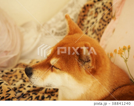 柴犬寝顔 柴犬寝顔 38841240