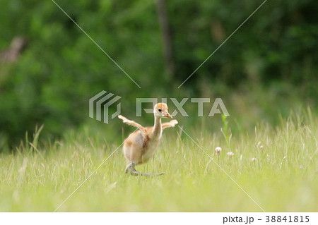 つるの赤ちゃん 38841815