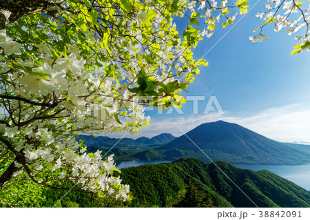 シロヤシツツジ咲く社山稜線から見る男体山と中禅寺湖 38842091