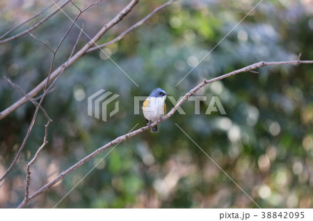 枝止まりのルリビタキ 38842095