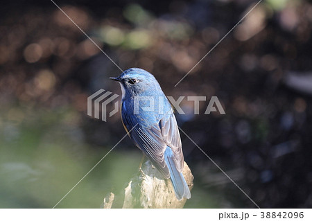 ルリビタキ 38842096