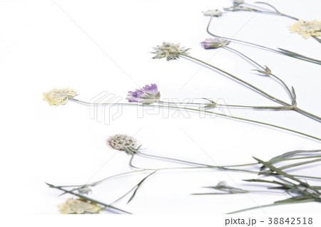Pressed and dried summer flower Pressed and dried summer flower 38842518