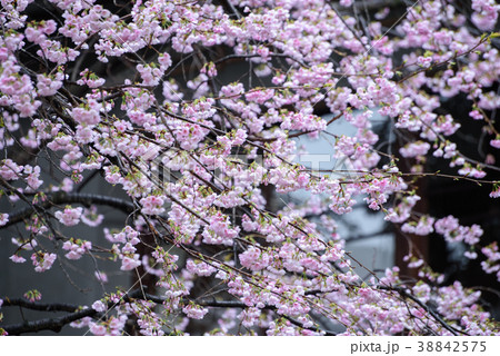 ヤマザクラ1 38842575