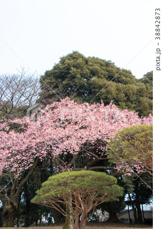 満開の河津桜 満開の河津桜 38842873