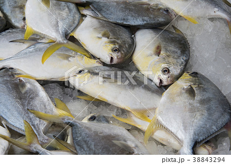 魚 魚類 サカナの写真素材 [38843294] - PIXTA
