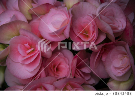 薔薇 バラ科 バラ 38843488