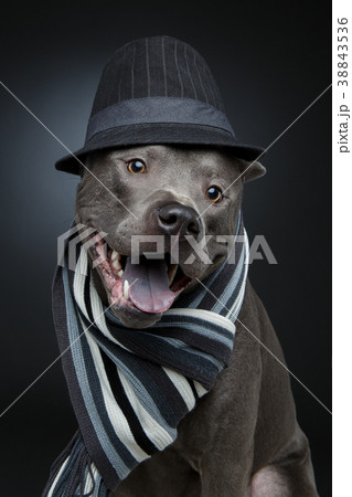 beautiful thai ridgeback dog in hat and scarf 38843536