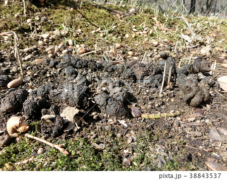 タヌキの溜め糞(東京都町田市・小山田緑地の本園にて) タヌキの溜め糞(東京都町田市・小山田緑地の本園にて) 38843537