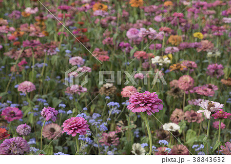 金鶏菊 ジャノメソウ 蛇の目草 38843632