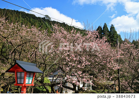 藤川天神 38843673