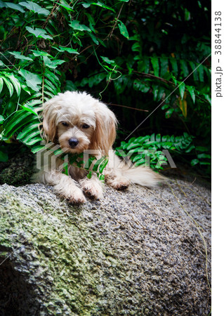 stray dog on the nature 38844138