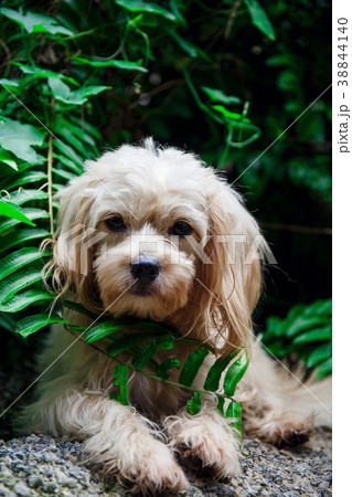 stray dog on the nature 38844140