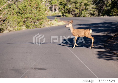 Deer crossing the road 38844324