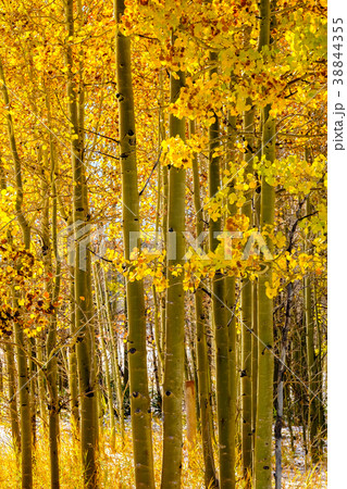 Season changing, first snow and autumn trees Season changing, first snow and autumn trees 38844355