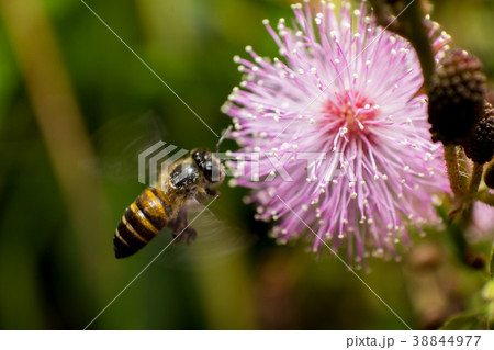 blurred bee and flower blurred bee and flower 38844977