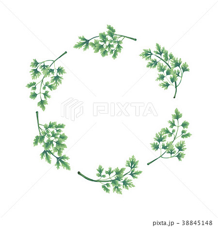 Illustration. A wreath of parsley leaves 38845148