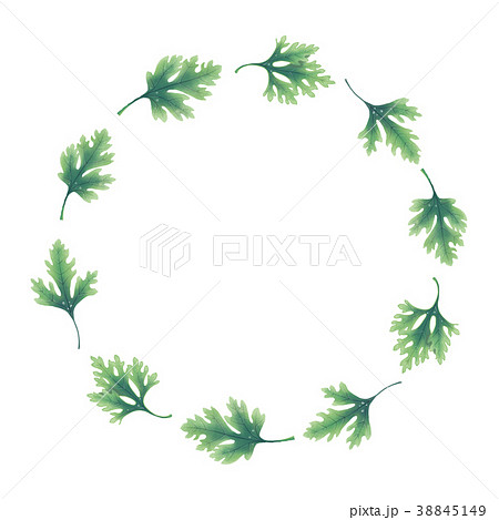 Illustration. A wreath of parsley leaves 38845149