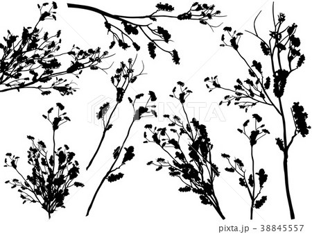 Set of Shrub Branch Silhouettes 38845557