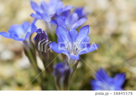 春リンドウ 春リンドウ 38845579