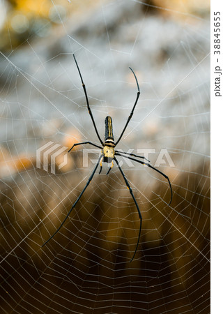 Giant golden orb web spider Nephila pilipes Giant golden orb web spider Nephila pilipes 38845655